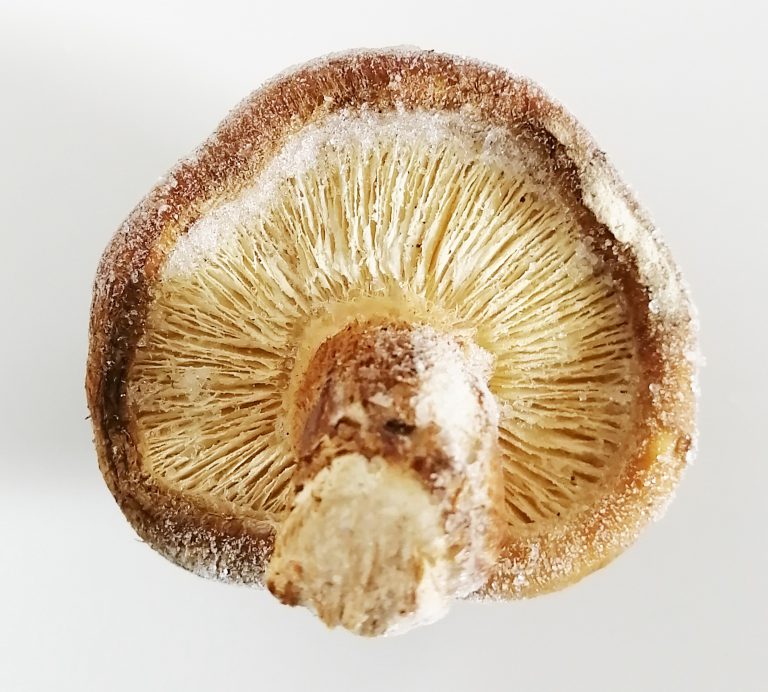 冷凍熟成椎茸(2Lサイズ:7.5㎝~8cm)