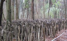 【産地情報!】北陸に名産地あり!石川県のしいたけってどんな味?解説します! 【産地情報!】北陸に名産地あり!石川県のしいたけってどんな味?解説します!