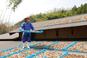 鳥取県の低温乾燥椎茸生産者様の画像