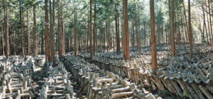 森と共にある原木椎茸栽培