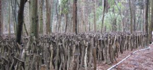 雑木林で育つ石川県産の原木椎茸の画像