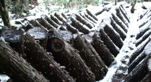 雪の中で育つ鳥取県産原木しいたけのホダ場画像