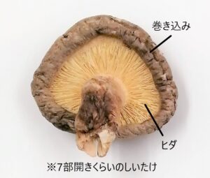 椎茸の部位の呼び方を解説する画像