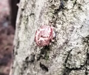 芽が出てから数日後のしいたけ