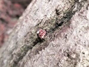 木の皮を突き破って芽が出たばかりのしいたけ