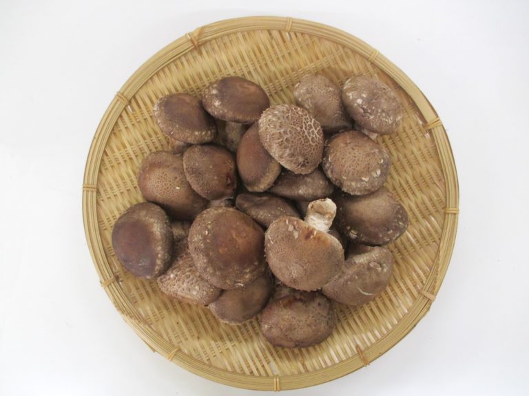 しいたけ しいたけ】 厚肉椎茸 乾しいたけ (どんこ) 椎茸 長野県 飯綱町 みつ