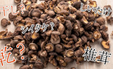 「干ししいたけ」と「乾椎茸」違いってあるの？どんな表記が正しいの？ズバリ、しいたけ屋がお答えします！