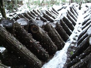 鳥取県産原木シイタケのホダ場が雪に覆われている写真。